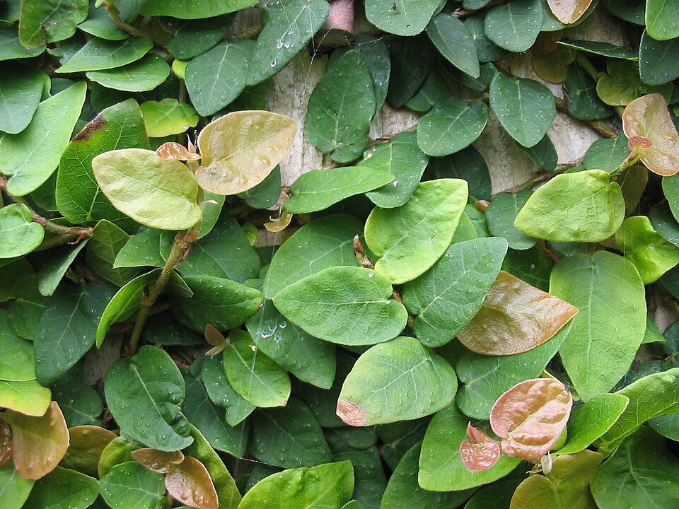 Bili · 薜荔