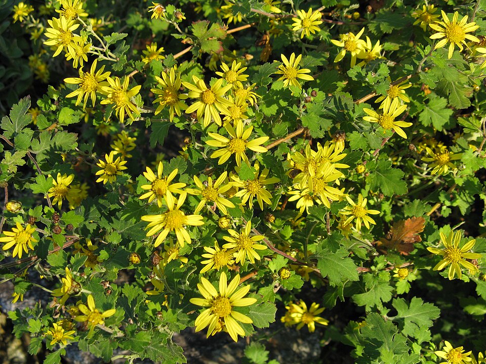 Autumn chrysanthemum · 秋菊