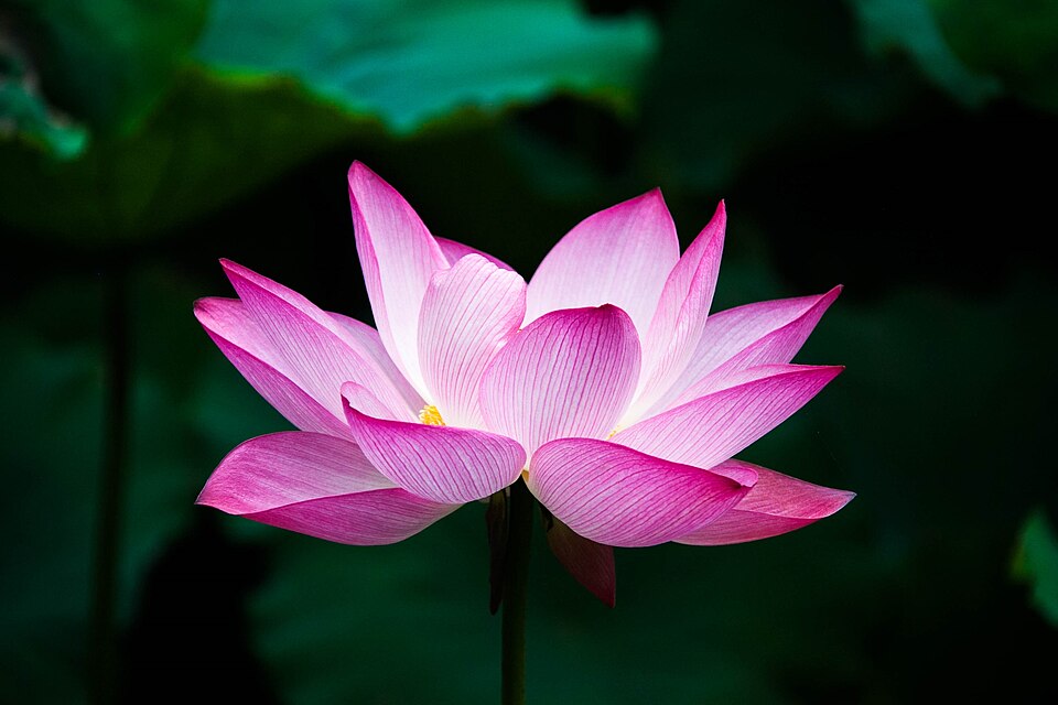 Lotus · 荷与芙蓉